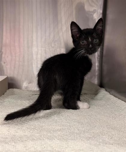 Shelter Stray Male Cat last seen Near Sparks Dr, CITY of El Paso, TX, 5001 Fred Wilson Ave, El Paso, TX 79906, USA
