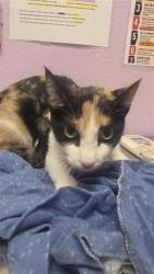 Shelter Stray Female Cat last seen Near charlie smith dr, CITY of El Paso, TX, 5001 Fred Wilson Ave, El Paso, TX 79906, USA