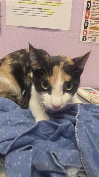 Shelter Stray Female Cat last seen Near charlie smith dr, CITY of El Paso, TX, 5001 Fred Wilson Ave, El Paso, TX 79906, USA