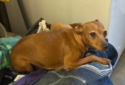 Lost Female Dog last seen Rio Linda blvd & Carmelita Ave Sacramento ca, Sacramento, CA 95838