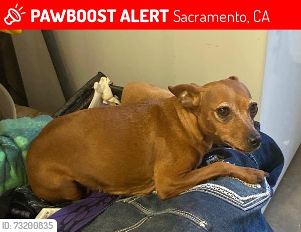 Lost Female Dog last seen Rio Linda blvd & Carmelita Ave Sacramento ca, Sacramento, CA 95838