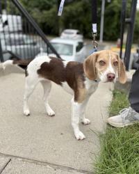 Shelter Stray Female Dog last seen Fairfax, VA, 22031, Arlington Blvd & Nutley Rd, Fairfax County, VA, 4500 West Ox Rd, Fairfax, VA 22030, USA