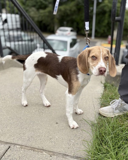 Shelter Stray Female Dog last seen Fairfax, VA, 22031, Arlington Blvd & Nutley Rd, Fairfax County, VA, 4500 West Ox Rd, Fairfax, VA 22030, USA