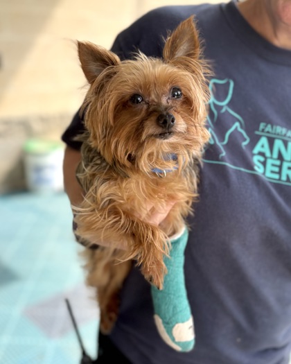 Shelter Stray Female Dog last seen Annandale, VA 22003,LittleRiverTpke/WoodlandRd, Fairfax County, VA, 4500 West Ox Rd, Fairfax, VA 22030, USA
