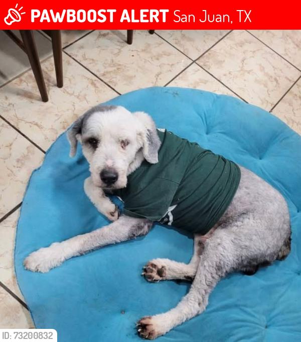 Lost Male Dog last seen Raul Longoria and 495, San Juan, TX 78589