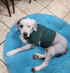 Lost Male Dog last seen Raul Longoria and 495, San Juan, TX 78589