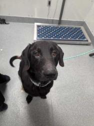 Shelter Stray Male Dog last seen Alpine Dr, Sevier County ACO, TN, 1008 Old Knoxville Hwy, Sevierville, TN 37862, USA