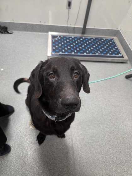 Shelter Stray Male Dog last seen Alpine Dr, Sevier County ACO, TN, 1008 Old Knoxville Hwy, Sevierville, TN 37862, USA