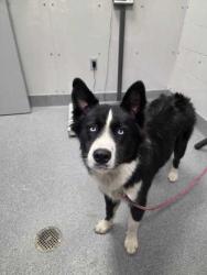Shelter Stray Male Dog last seen Near Island Dr, Pigeon Forge, TN, 1008 Old Knoxville Hwy, Sevierville, TN 37862, USA