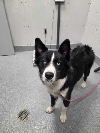 Shelter Stray Male Dog last seen Near Island Dr, Pigeon Forge, TN, 1008 Old Knoxville Hwy, Sevierville, TN 37862, USA