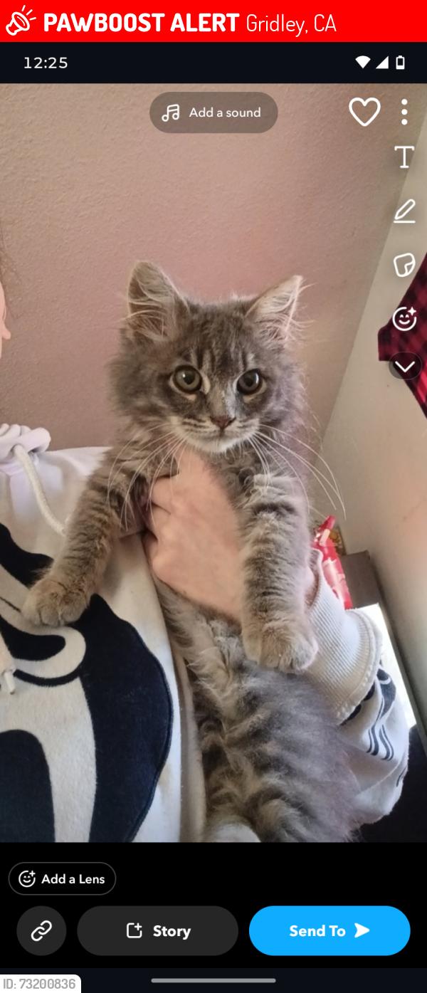 Lost Male Cat last seen Spruce St, Gridley, CA 95948