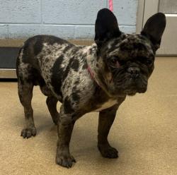 Shelter Stray Male Dog last seen Near Rosebay Way SW, 30094, GA, 3280 Chamblee Dunwoody Rd, Chamblee, GA 30341, USA