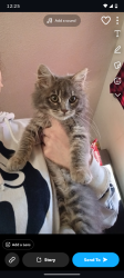 Lost Male Cat last seen Spruce St, Gridley, CA 95948