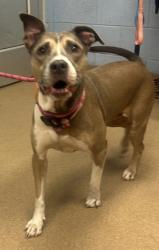 Shelter Stray Female Dog last seen Near WHITEHALL FOREST CT, 30316, GA, 3280 Chamblee Dunwoody Rd, Chamblee, GA 30341, USA