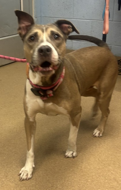 Shelter Stray Female Dog last seen Near WHITEHALL FOREST CT, 30316, GA, 3280 Chamblee Dunwoody Rd, Chamblee, GA 30341, USA