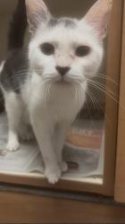Shelter Stray Female Cat last seen Near Lenox Ave, Decatur, GA 30035, 30035, GA, 3280 Chamblee Dunwoody Rd, Chamblee, GA 30341, USA