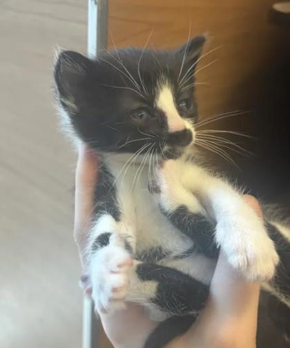 Shelter Stray Female Cat last seen Near Ridgemere Ct Stone Mountain Georgia 30083, 30083, GA, 3280 Chamblee Dunwoody Rd, Chamblee, GA 30341, USA