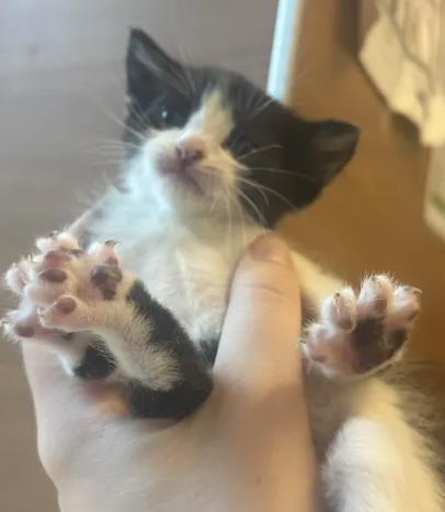 Shelter Stray Male Cat last seen Near Ridgemere Ct Stone Mountain Georgia 30083, 30083, GA, 3280 Chamblee Dunwoody Rd, Chamblee, GA 30341, USA
