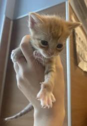 Shelter Stray Male Cat last seen Near Ridgemere Ct Stone Mountain Georgia 30083, 30083, GA, 3280 Chamblee Dunwoody Rd, Chamblee, GA 30341, USA