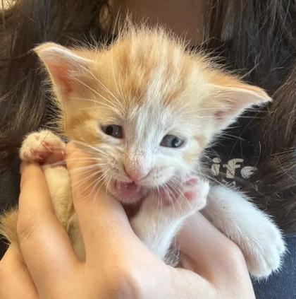 Shelter Stray Male Cat last seen Near Ridgemere Ct Stone Mountain Georgia 30083, 30083, GA, 3280 Chamblee Dunwoody Rd, Chamblee, GA 30341, USA