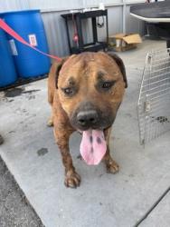 Shelter Stray Male Dog last seen S Henderson Rd & W Bowles Ave, Raisin City Zone Fresno CO 1A 93652, CA, 1510 W Dan Ronquillo Dr, Fresno, CA 93706, USA