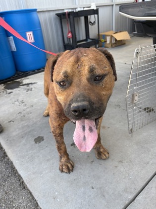 Shelter Stray Male Dog last seen S Henderson Rd & W Bowles Ave, Raisin City Zone Fresno CO 1A 93652, CA, 1510 W Dan Ronquillo Dr, Fresno, CA 93706, USA