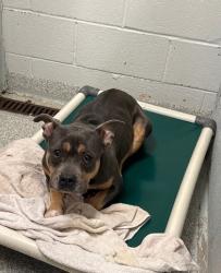 Shelter Stray Female Dog last seen Near N Ashbarton, 21216, MD, 2490 Giles Rd, Baltimore, MD 21225, USA