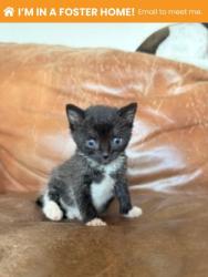 Shelter Stray Female Cat last seen Near Madison Ave, 21217, MD, 2490 Giles Rd, Baltimore, MD 21225, USA