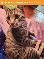 Shelter Stray Male Cat last seen Near N Weldon Pl, 21211, MD, 2490 Giles Rd, Baltimore, MD 21225, USA