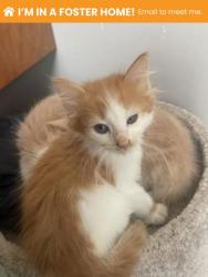 Shelter Stray Male Cat last seen Near Truesdale, Balt, MD 21206, 21206, MD, 2490 Giles Rd, Baltimore, MD 21225, USA