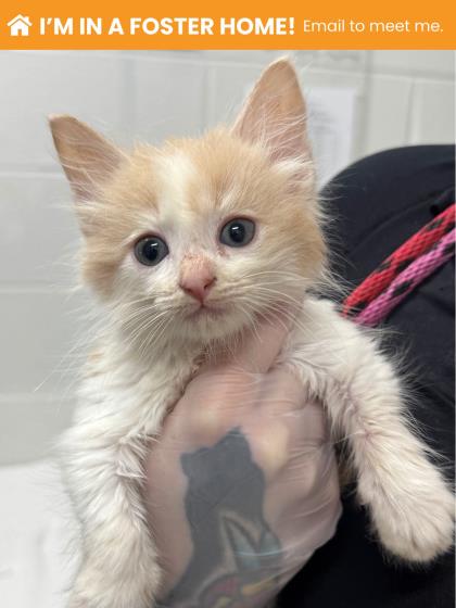 Shelter Stray Male Cat last seen Near Truesdale, Balt, MD 21206, 21206, MD, 2490 Giles Rd, Baltimore, MD 21225, USA