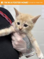 Shelter Stray Female Cat last seen Near Truesdale, Balt, MD 21206, 21206, MD, 2490 Giles Rd, Baltimore, MD 21225, USA