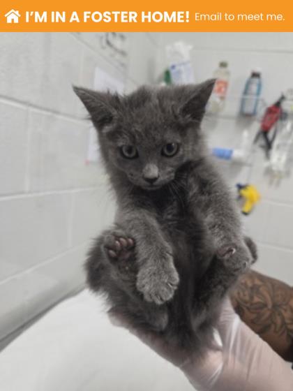 Shelter Stray Male Cat last seen Near cole st, 21223, MD, 2490 Giles Rd, Baltimore, MD 21225, USA