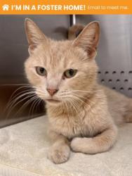 Shelter Stray Female Cat last seen Near Bridgeview Rd, 21225, MD, 2490 Giles Rd, Baltimore, MD 21225, USA