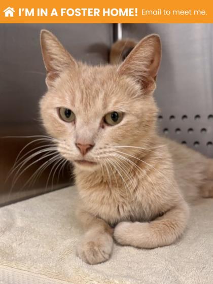 Shelter Stray Female Cat last seen Near Bridgeview Rd, 21225, MD, 2490 Giles Rd, Baltimore, MD 21225, USA