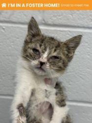 Shelter Stray Female Cat last seen Near block Christian st/ alley, 21223, MD, 2490 Giles Rd, Baltimore, MD 21225, USA