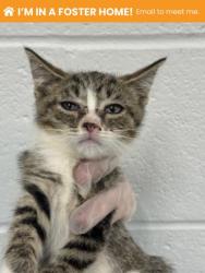 Shelter Stray Male Cat last seen Near block Christian st/ alley, 21223, MD, 2490 Giles Rd, Baltimore, MD 21225, USA