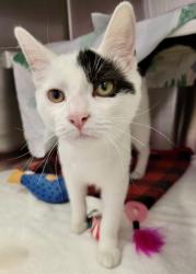 Shelter Stray Female Cat last seen Near Folcroft St, 21224, MD, 2490 Giles Rd, Baltimore, MD 21225, USA
