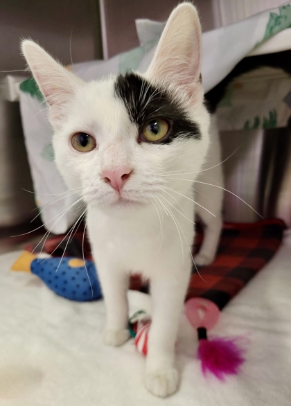 Shelter Stray Female Cat last seen Near Folcroft St, 21224, MD, 2490 Giles Rd, Baltimore, MD 21225, USA
