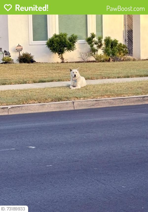 Reunited Unknown Dog last seen Coliseum and degnan blvd, Los Angeles, CA 90008