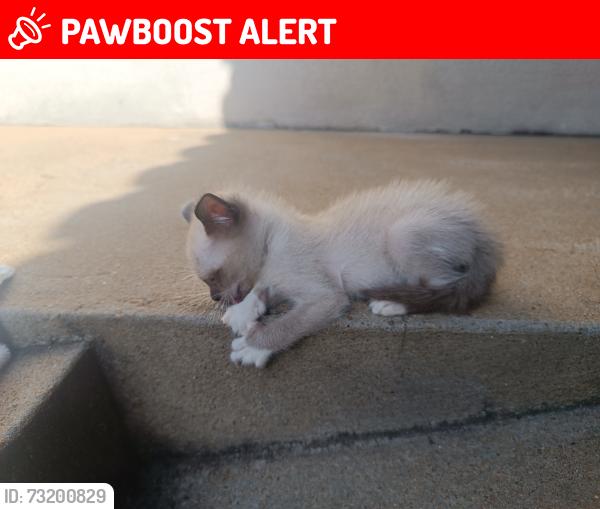 Lost Female Cat last seen Avenida Saul Elkind, Cinco Conjuntos, PR 86030-030