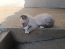 Lost Female Cat last seen Avenida Saul Elkind, Cinco Conjuntos, PR 86030-030