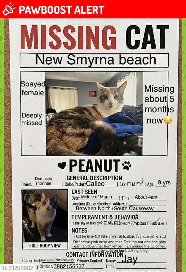 Lost Female Cat last seen South Causeway, New Smyrna Beach, FL 32170