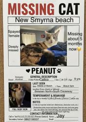 Lost Female Cat last seen South Causeway, New Smyrna Beach, FL 32170