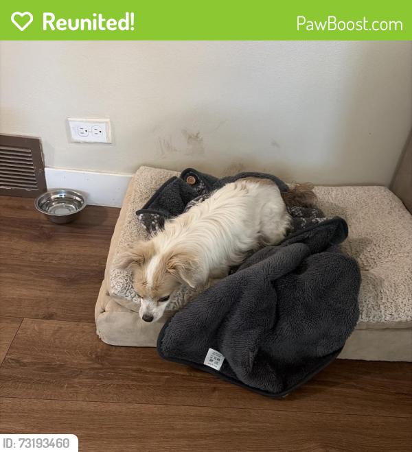 Reunited Female Dog last seen Spruce Ave & Medinah St, near Cilantro, Bensenville, IL 60106
