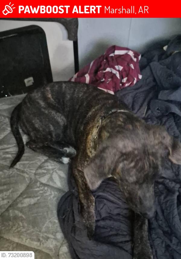 Lost Female Dog last seen Behind Marshall medic, Marshall, AR 72650