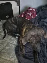 Lost Female Dog last seen Behind Marshall medic, Marshall, AR 72650
