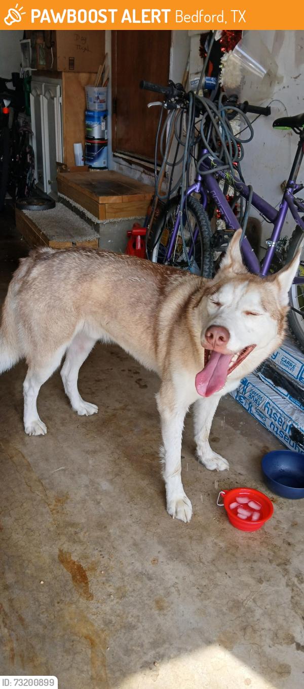 Found/Stray Male Dog last seen Cheryl lane and Brown trail, Bedford, TX 76022