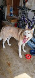 Found/Stray Male Dog last seen Cheryl lane and Brown trail, Bedford, TX 76022