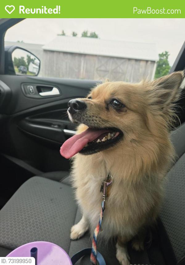 Reunited Male Dog last seen Willow Grove Ave and stenton ave, Wyndmoor, PA 19038